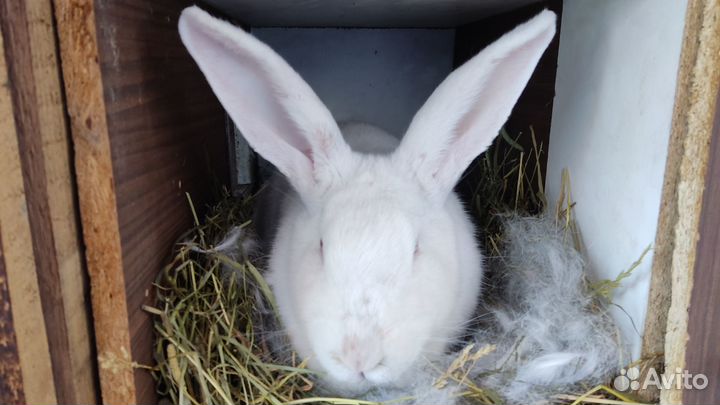 Кролики. Белый паннон. Венский голубой. Метисы