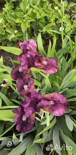 Ирисы бородатые