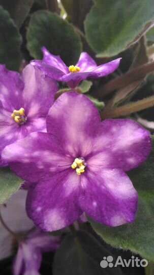 Сортовые фиалки