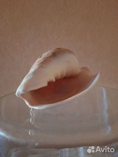 Сувенир ракушка