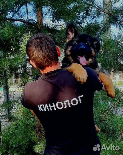 Дрессировка и воспитание собак. Кинолог