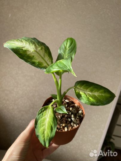 Диффенбахия камила