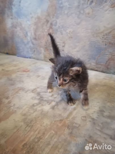 Пушистое сокровище