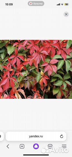 Девичий виноград