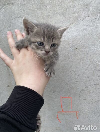 Котята в добрые руки бесплатно