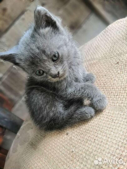 Отдам котят в добрые руки