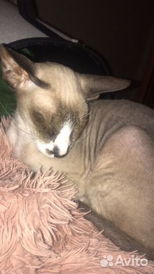 Кошка питерболд