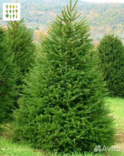 Саженцы ели опт