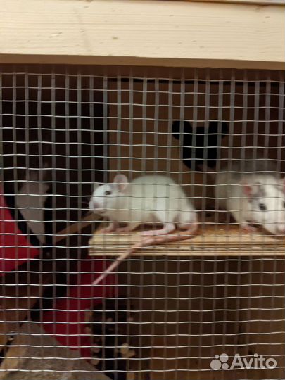 Декоративные крысята дамбо