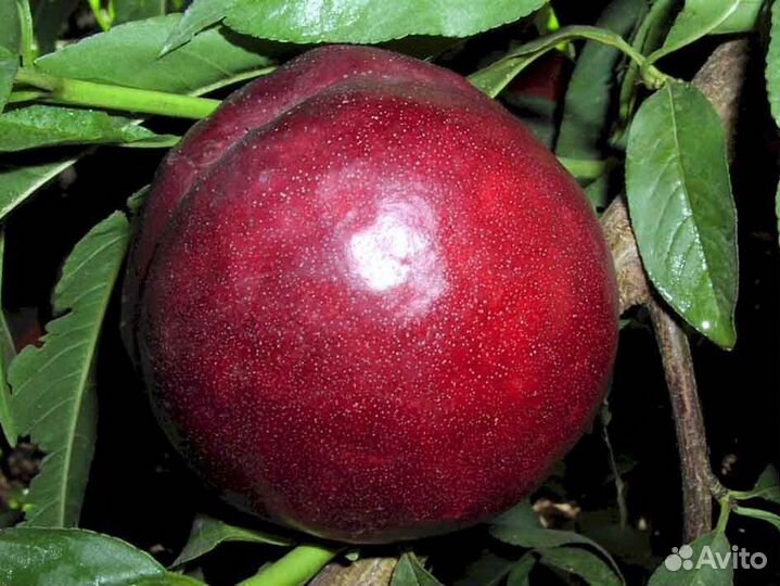 Саженцы шарофуга