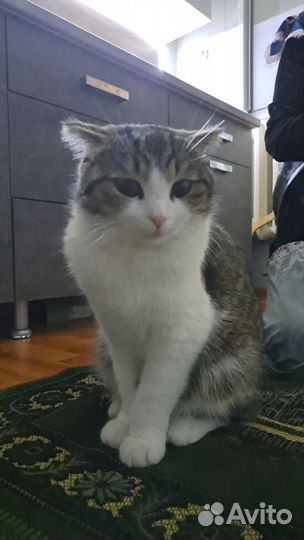 Кошки в дар бесплатно (породистые)