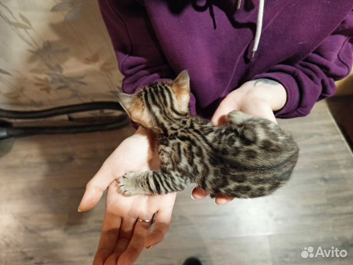 Бенгальские котята