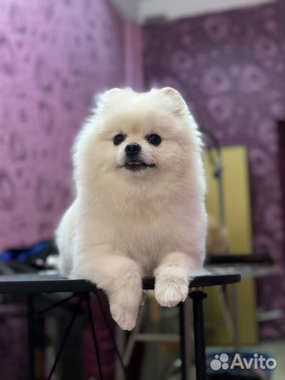 Стрижка животных (возможен выезд)