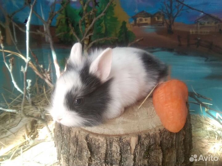 Карликовые крольчата