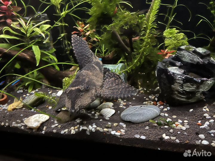 Сом анциструс 35 см бесплатно