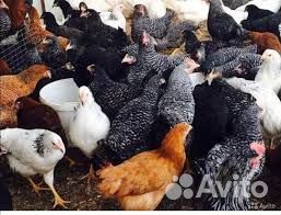 Куры несушки молодки