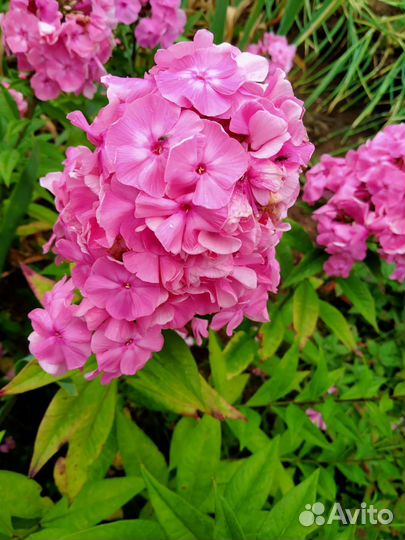 Флоксы сортовые