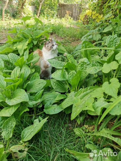 Отдаем в добрые руки