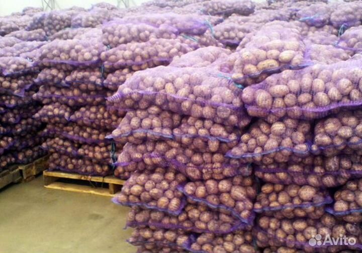 Продам картофель оптом с поля