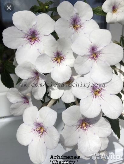 Комнатные растения, цветы, ахименессы