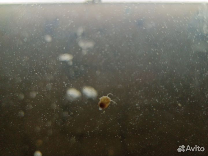 Улитки ампулярии