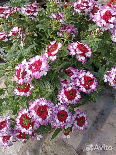 Вербена цветет до поздней осени