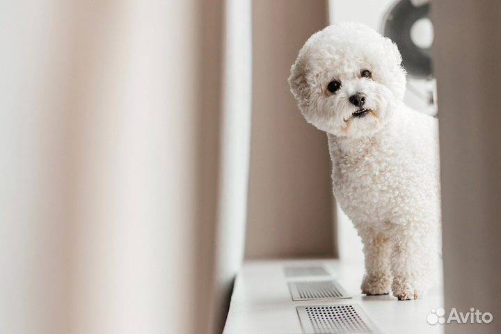 Бишон фризе вязка