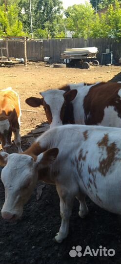 Телята бычки