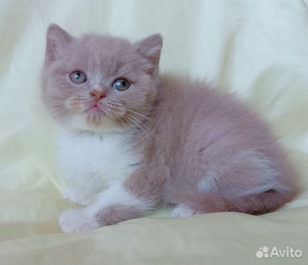 Эксклюзивные британские девочки