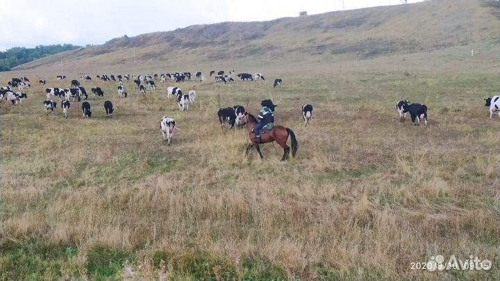 Электропастухи на выбор