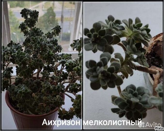 Крассула, Очиток