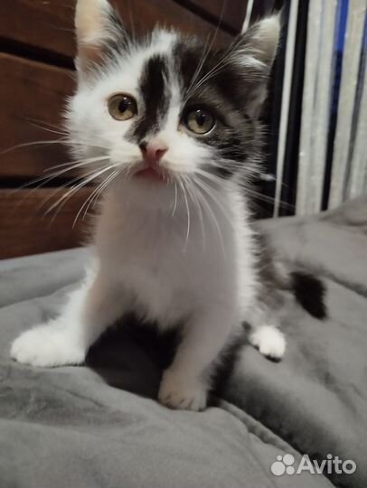 Отдам в добрые руки котёнка(мальчики)кушают всё