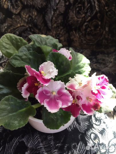 Сортовые фиалки