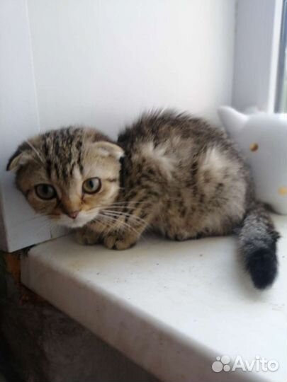 Золотые котятки