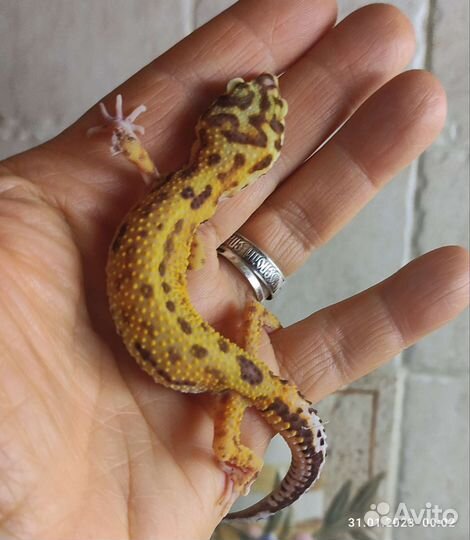 Эублефары домашнего разведения