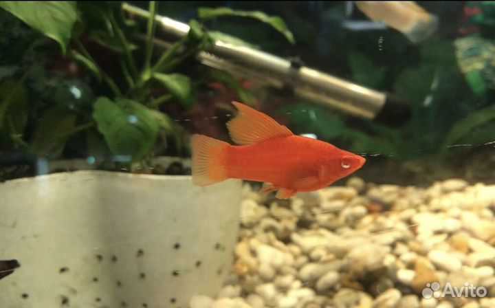 Продам аквариумных рыб