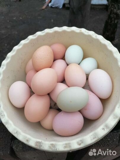 Домашние куриные яйца