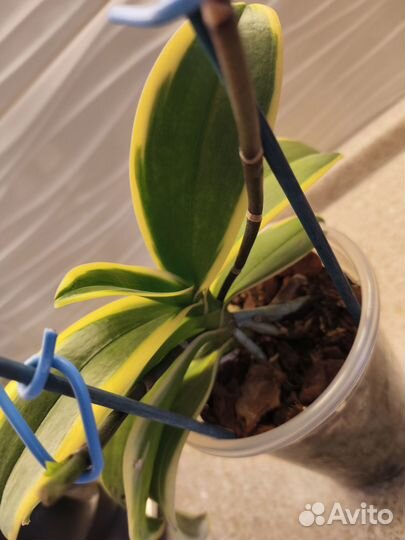 Орхидея фаленопсис