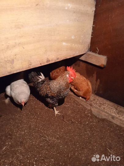 Домашние животные