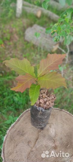 Саженцы дуба красного