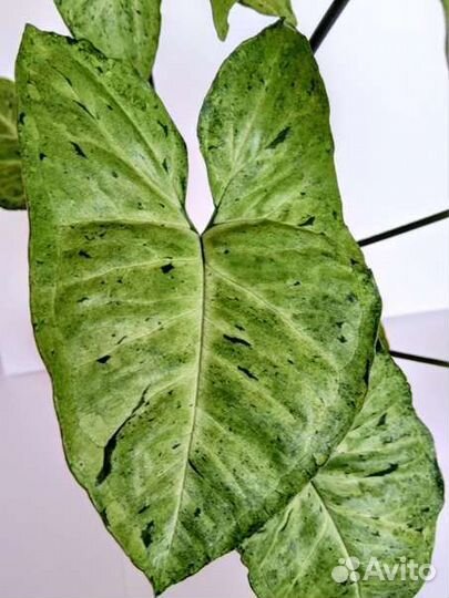 Сингониум Фрисклес (freckles)