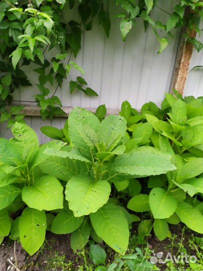 Локонос саженцы