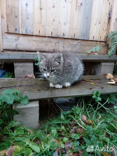 Котик 4 месяца