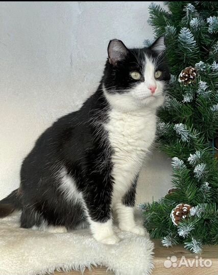 Кот ищет дом