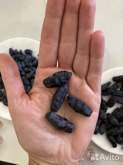 Саженцы Жимолости, огромные ягоды до 4 см