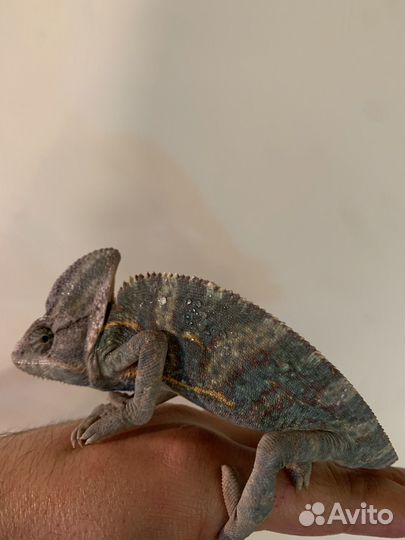 Йеменский хамелеон