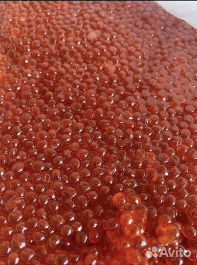 Приобрету красную икру