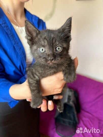 Котенок в добрые руки
