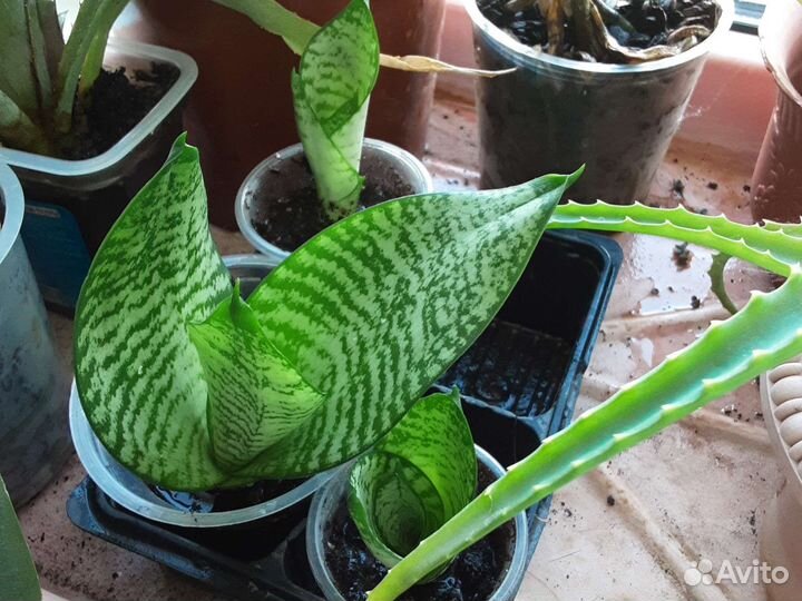 Сансевиерия Ханни, зеленика