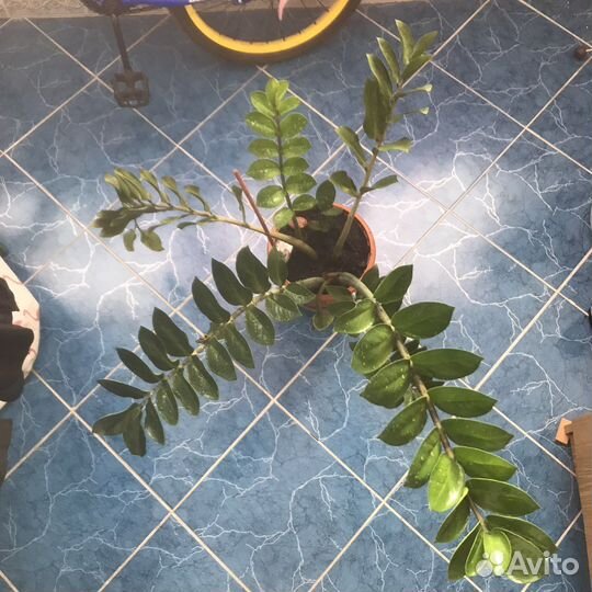 Цветы Спатифиллум, драцена, замиокулькас